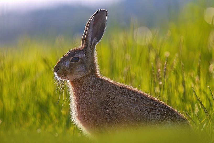 Ein Junger Feldhase sitzt auf einer grünen Wiese an einem sonnigen Sommer Morgen von Mario Plechaty Photography
