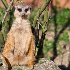 Erdmännchen im Frühlingsrausch von Tanja Voigt