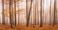 Bunter Herbstwald von Tobias Luxberg Miniaturansicht