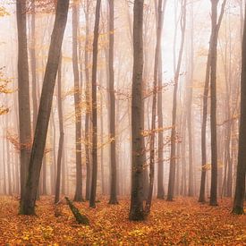 Forêt d'automne colorée sur Tobias Luxberg