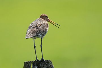 Grutto op een paaltje van Gianni Argese