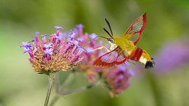 Glasvleugelpijlstaart op zoek naar nectar van Jurgen Van Der Smissen