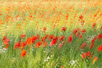 klaprozenveld van Ria Bloemendaal