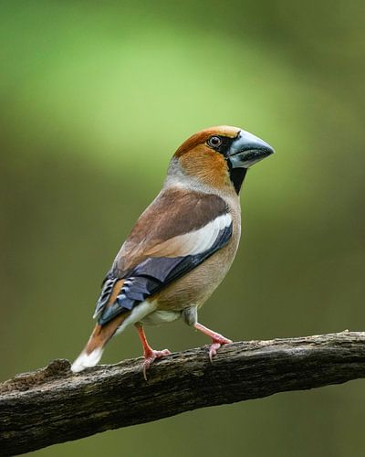 The Apple Finch in all its glory