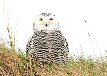 Hibou des neiges sur Ruurd Jelle Van der leij