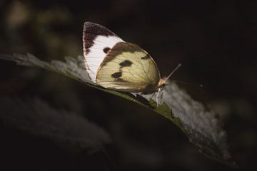 Grand papillon blanc sur Sandra Hazes