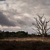 Arbre mort et solitaire dans le paysage de la Drenthe. sur Bo Scheeringa Photography