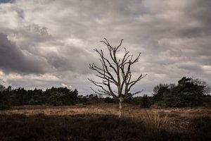 Toter und einsamer Baum in der Landschaft von Drenthe. von Bo Scheeringa Photography