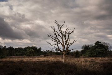 Dode en eenzame boom in het Drentse landschap.