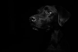 Labrador portrait by Markus Weber