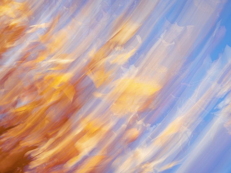 Abstract long exposure yellow autumn leaves of maple tree - nature photography by Christa Stroo photography