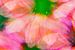 Roze echinacea van Kaat Zoetekouw