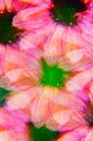 Roze echinacea van Kaat Zoetekouw thumbnail