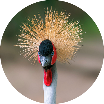 Kopportret van een kroonkraanvogel (Balearica pavonina) in een dierentuin van Mario Plechaty Photography