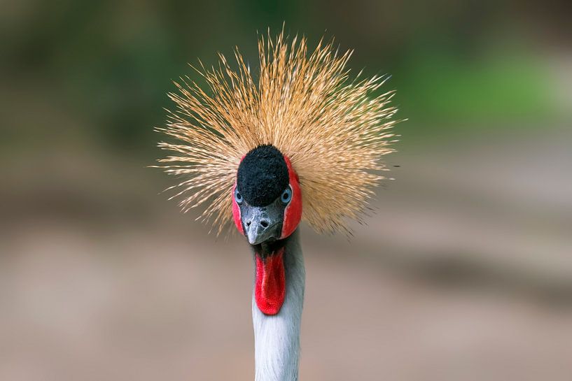 Kopf Porträt von einem Kronenkranich (Balearica pavonina) in einem Zoo von Mario Plechaty Photography