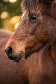 Golden dreams by Amber Krijnen