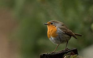 Roodborst van Rando Kromkamp