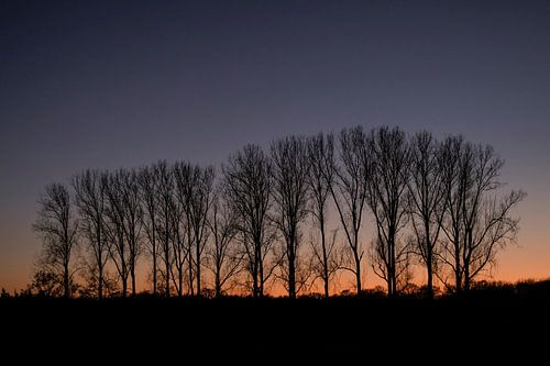 zonsondergang achter populieren