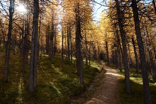 L'automne dans le parc national du Mt Assiniboine