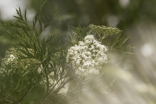 Elderberry in bloom photographed with double exposure.