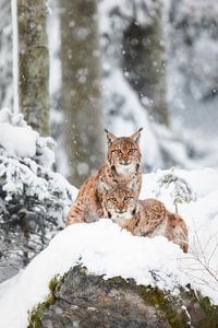 Zwei Luchse im Schnee