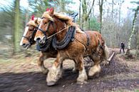 Horses at work van Laurence Meijer thumbnail