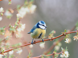 Blue Tit in the garden by Cindy Motmans