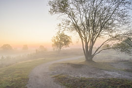 Sunrise over a heather landscape by Sjoerd van der Wal Photography