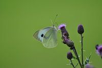 Koolwitje op distel