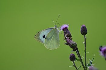 Chou blanc sur chardon