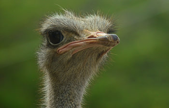 ostrich