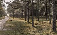 The road trough the forest