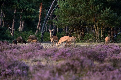Sauvage dans le Veluwe