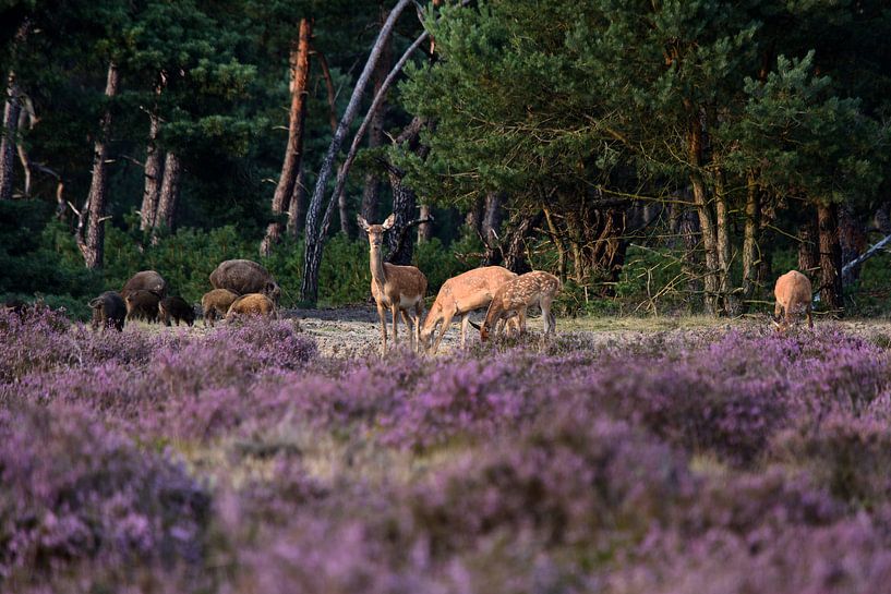 Wild op de Veluwe van Gerard de Zwaan