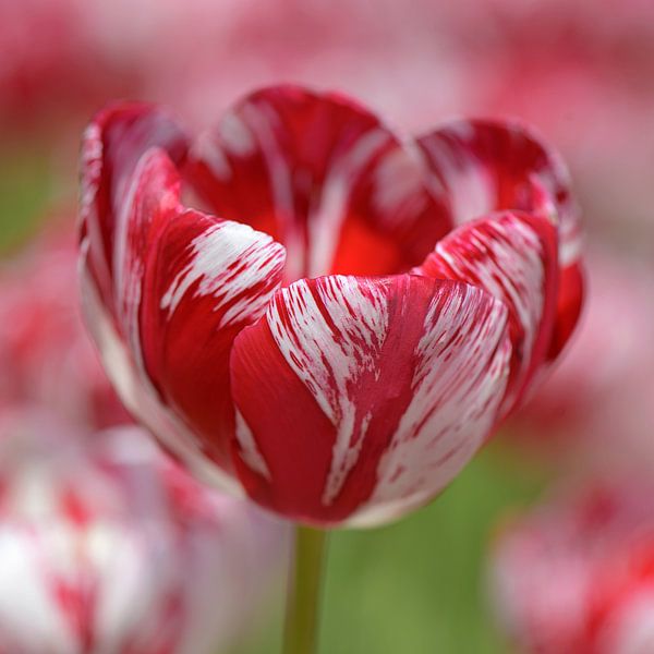 Rood met witte Rembrandt tulp van Barbara Brolsma