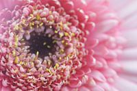 Fleur