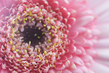 Fleur