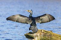 Der Kormoran trocknet seine Flügel am Ufer des Wassers.