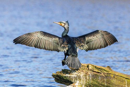 Aalscholver is zijn vleugels aan drogen aan de waterkant.