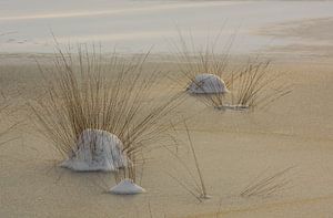 Gras, Schnee in goldenem Eis von Jan Roos