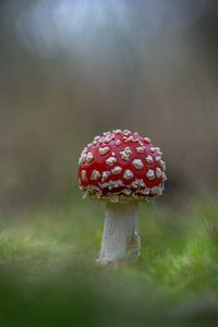 Amanite tue-mouches amanita muscaria