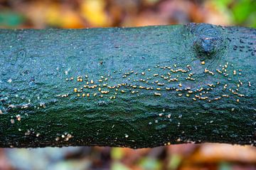 Tronc d'arbre vert en automne sur Werner Lerooy