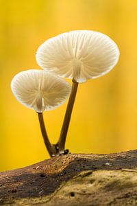 Champignon de porcelaine dans la forêt de Speulder, Putten sur Joep de Groot