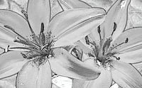 zwei Lilien, schwarz und weiß, Skizze von Rietje Bulthuis Miniaturansicht