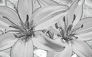 zwei Lilien, schwarz und weiß, Skizze