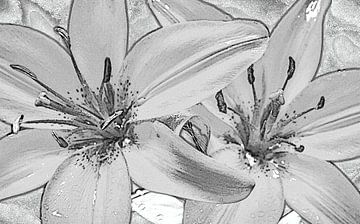 zwei Lilien, schwarz und weiß, Skizze von Rietje Bulthuis