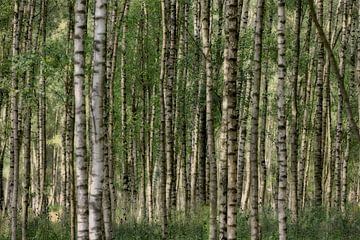 Berkenbomen in zomer