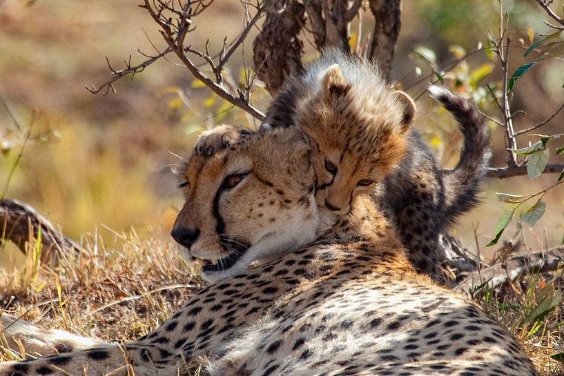 playing Cheetah Cub by Peter Michel