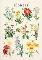 Flowers Collection