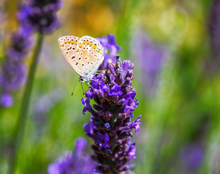 Macro of a blue butterfly on a salb by ManfredFotos